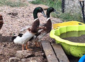 Male runner ducks