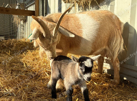 Pygmy goat kids for sale