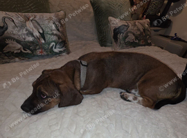 Basset Hound cross