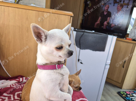 Peggy smooth coat chihuahua