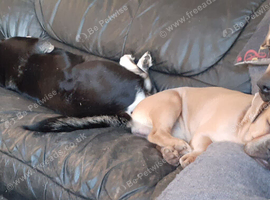 Ill health forses rehoming