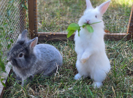 Lionlop x Lionhead