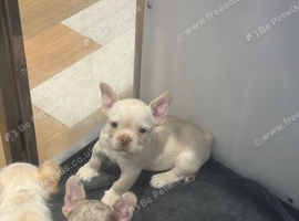 French bulldog