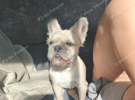 Loving mixed Frenchie