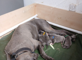 Blue Cane Corso puppies