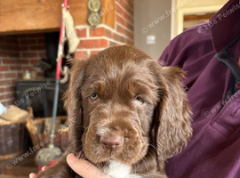 Chocolate spaniels 7 week ols