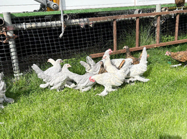 Porcelain sable poot bantams