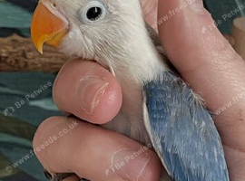 Baby semi tame lovebird