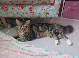 Tabby kitten