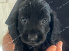 5 beautiful show cocker spaniels crossed patterdale