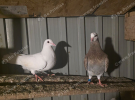 Pigeons for sale