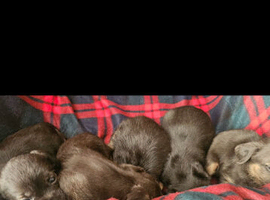 KC registered Border terrier pups