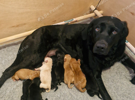 Kc health tested labrador puppies