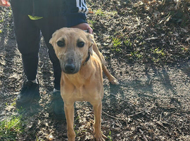 Saluki crossed