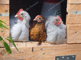 Bantams