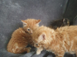 Beautiful Kittens for sale