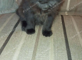 4 beautiful kittens looking for the forever home on the 27/08