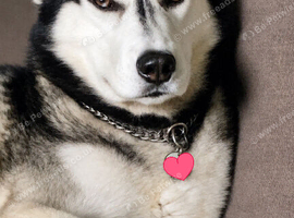 Male Husky/Malamute for STUD ONLY!!!
