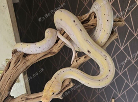 Cow super dwarf retic