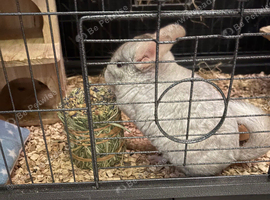 1 chinchilla with cage and other cages optional