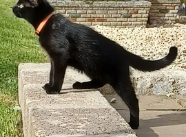 Cute 12 Week Old Female Kitten Looking For A Home