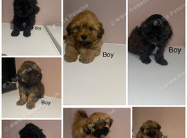 Stunning Shih Tzu x poodle puppies for sale