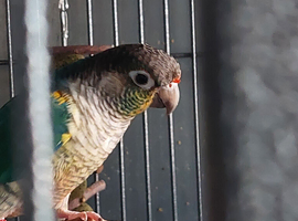 Turquoise yellow sided cinnamon 2year old male