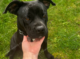 Beautiful staffy girl