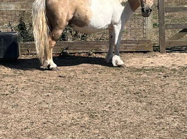 Lemon and white mare