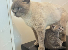 British shorthair kitten