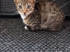 3 x 5 month old male tabby kitten