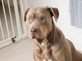 American bulldog x mixed breed bully