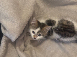 Kitten
