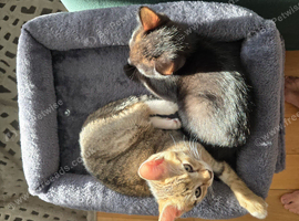 Male kittens