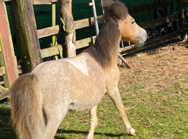 Beautiful spotted miniature colt