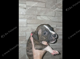 Staff puppies looking for there forever loving home