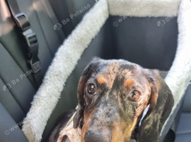 7 Month Miniature Daschund for rehome