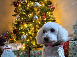 7 years old miniature poodle
