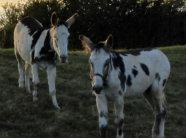 True Black and white Jack and Jenny