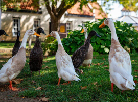 INDIAN RUNNER DUCK HATCHING EGGS - x6 24 hour tracked post