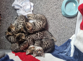 Bengal x kittens