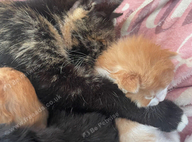 4 stunning kittens