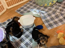 Black+Tan Yorkshire Terrier Puppies