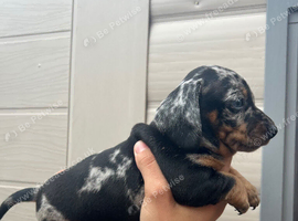 For sale 7weeks old boy