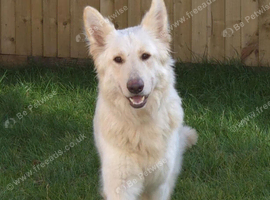 Female white gsd