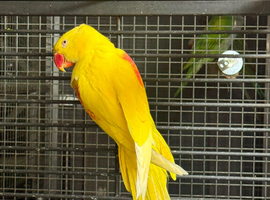Lutino alexandrine