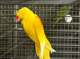 Lutino alexandrine hen
