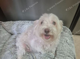 6 year old Maltese