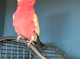 Galah cockatoo