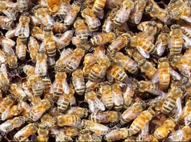 Buckfast Bees. Honeybees. Ready now! &pound;255 - &pound;275